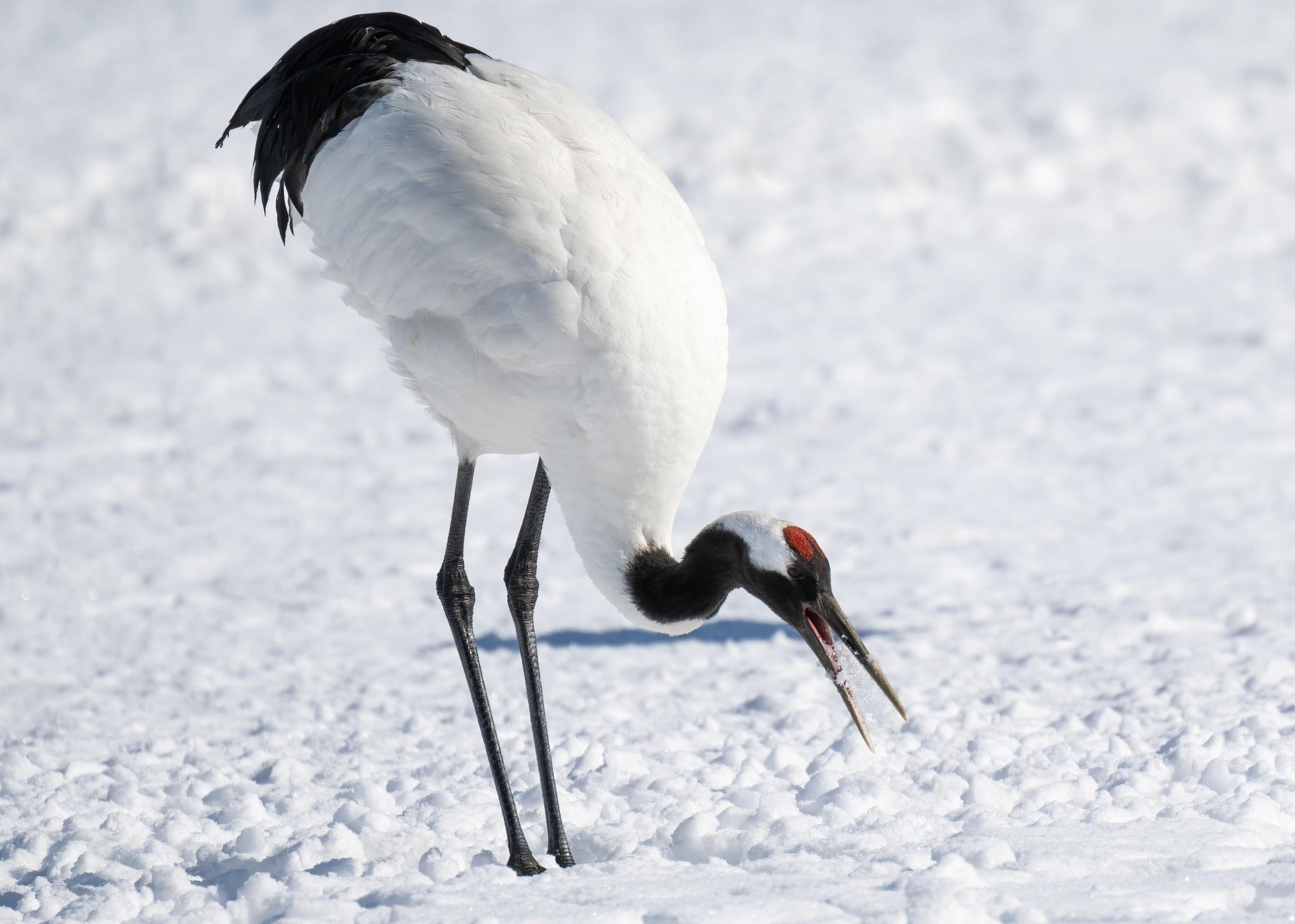 The Red Crowned Crane: An Endangered Symbol of Fidelity and Hope